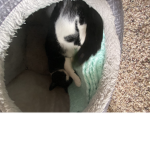 My cat <3
