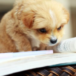 -Puppy Love-