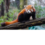 Red_Pandas :>