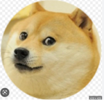 Mr_doge’s dog group