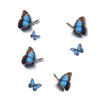 KiwiDa_koalabear