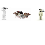 Mice and humans