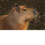 Capybara!!!