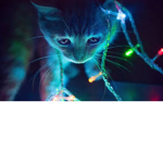 silly kittens