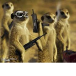 MeerkatArmy