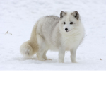 ARTIC BOSSES