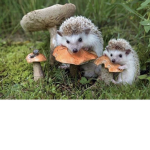 mushroom oof gang