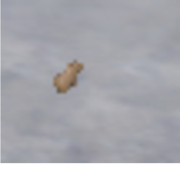 save the capybara