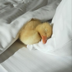 ღ The Duck’s Boutique ღ