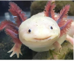 AXOLOTL PEEP