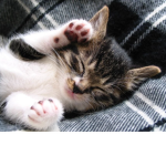 cats rock for the country!