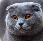 Meow Gaming channel Fan Club!