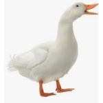 duck protection association