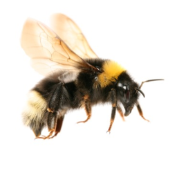 Bee Sprint