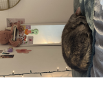 Rainbows my cat lol