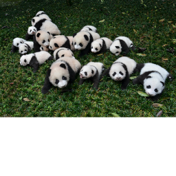 Panda Plaza