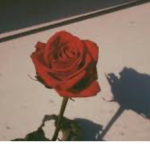 Roses #####
