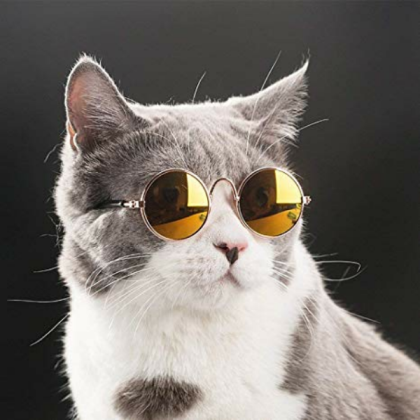 Cat Roblox decal