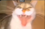 the cat group,