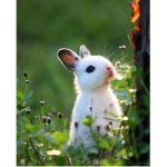 Master bunny’s