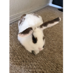Baby bunny sounds
