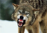 The elite wolf hunters