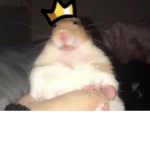 Rat Fan Club!! :D