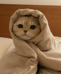 مس بقرا صفرا