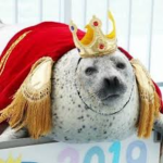 Super Sussy Seals
