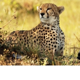 Club Cheetah Event Center
