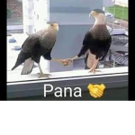 lOs PaNaS B) (tu gfa)