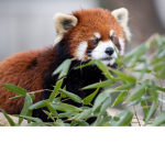 red panda club.