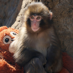 Climb into "Punch" The Monkey