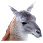 lama is gud
