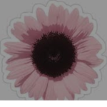 SUNnySQ