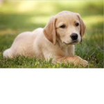 Addicted people to Dogs club