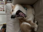 DogeFanClubGroup