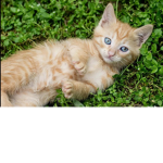 White and ginger cats :D