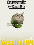 Cartoon cat/