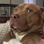 Scared Dog Studios