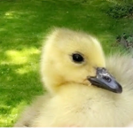 Goosey Boy
