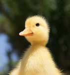 Chubby ducklings
