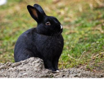 Believer_Bunny's Followers Group!