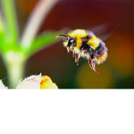 Star-bee