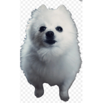 Gabe dog