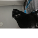 Black cats United