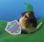 ~Guinea Pig Adventures~