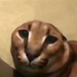 Feed Floppa Lemons
