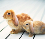 Bunnies Fur Life