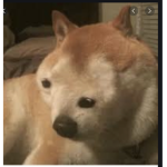 Were DOGGOS